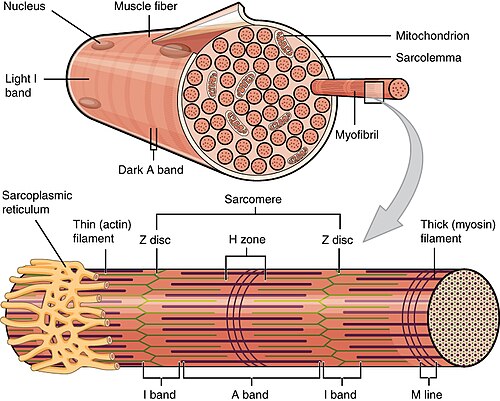 1022 Muscle Fibers (small).jpg